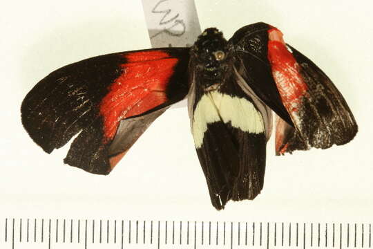 Image of Heliconius melpomene Linnaeus 1758