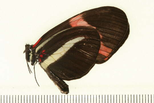 Image of Heliconius melpomene Linnaeus 1758