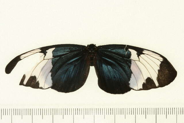 Image of <i>Heliconius leuce</i>