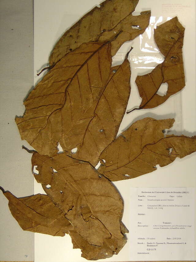 Image of Strombosiopsis