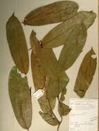 Image of Dactyladenia