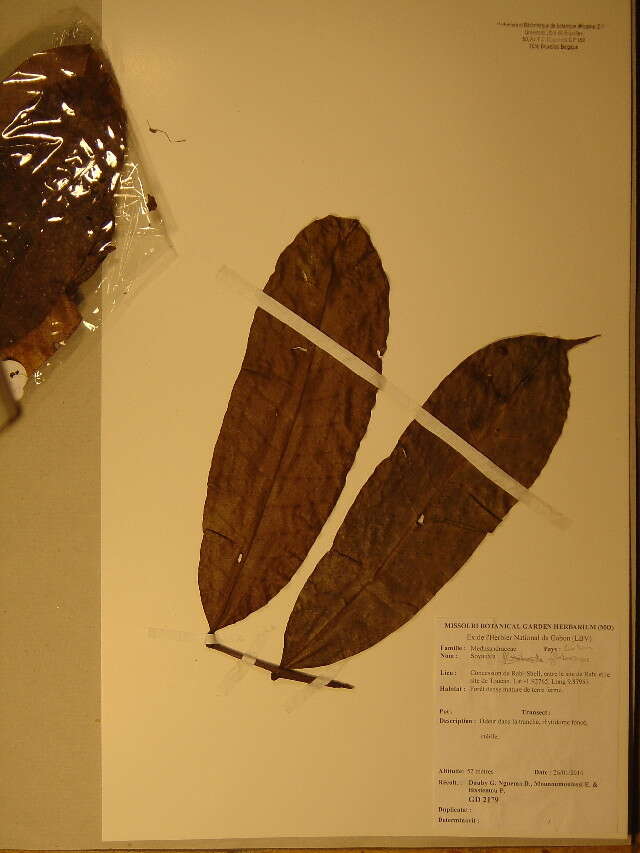 Image of Peridiscaceae