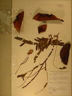 Image of Aphanocalyx