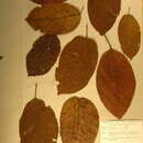 Image of Nesogordonia