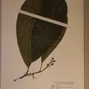 Sivun Rinorea oblongifolia (C. H. Wright) Marquand kuva
