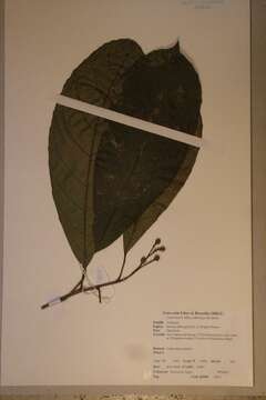 Image of Rinorea oblongifolia (C. H. Wright) Marquand