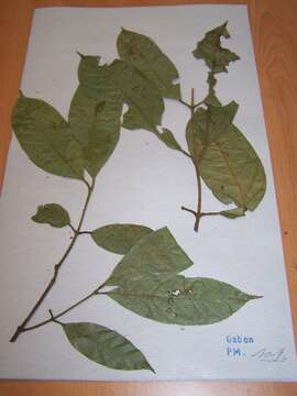 Imagem de Garcinia smeathmannii (Planch. & Triana) Oliv.