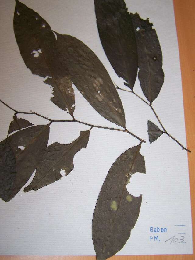 Image of Annickia chlorantha (Oliv.) Setten & Maas