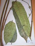 Image of Trichoscypha acuminata Engl.