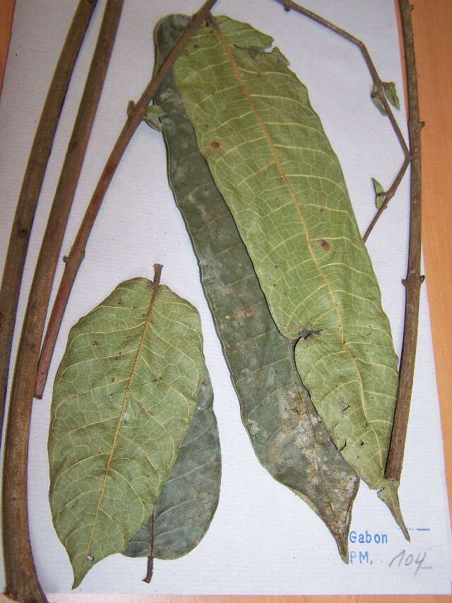 Trichoscypha acuminata (rights holder: )