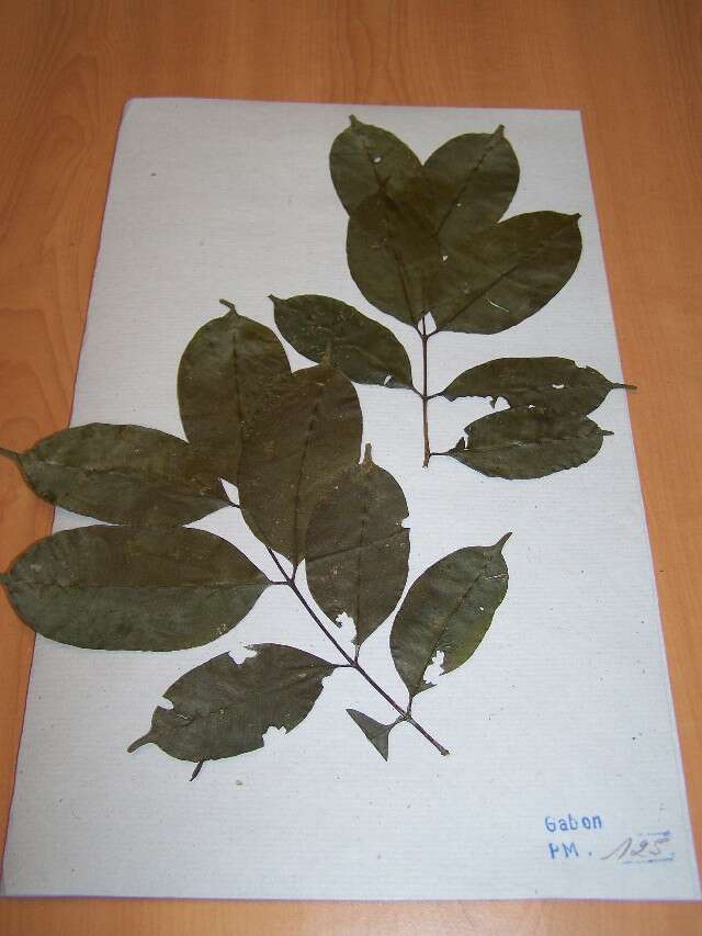 Garcinia punctata Oliv.的圖片