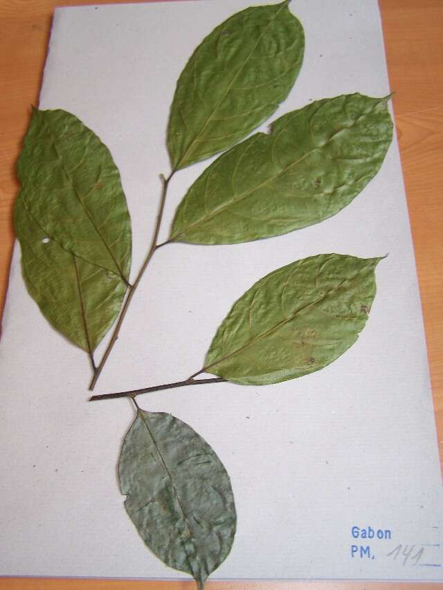 Image of Microdesmis afrodecandra Floret, A. M. Louis & J. M. Reitsma