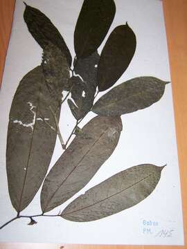 Annickia chlorantha (Oliv.) Setten & Maas的圖片