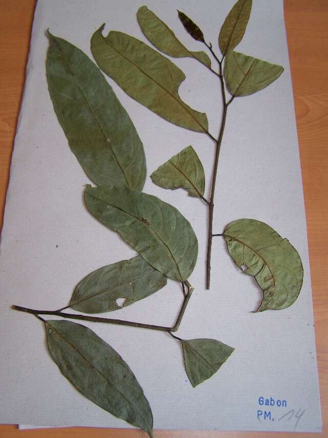 Heisteria parvifolia (rights holder: )