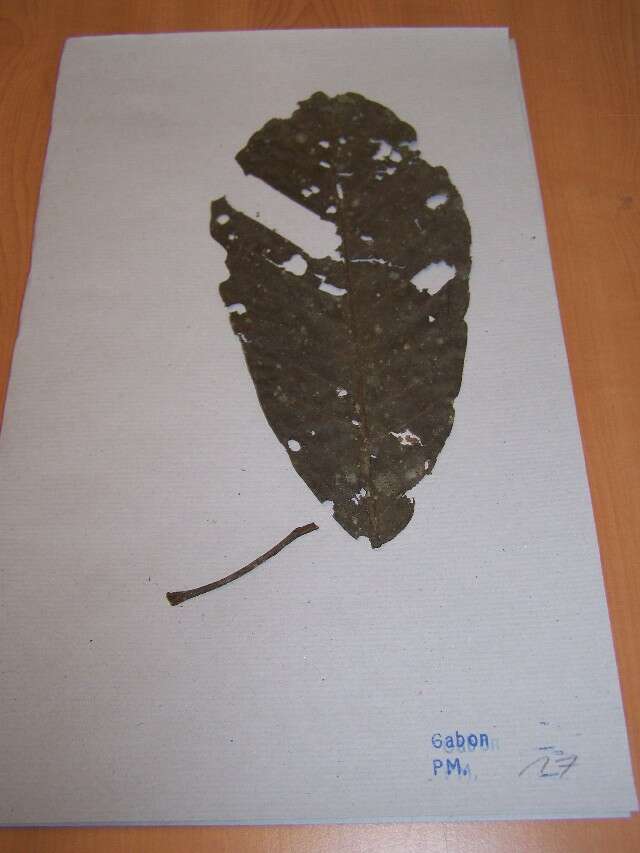 Image of Uapaca guineensis Müll. Arg.