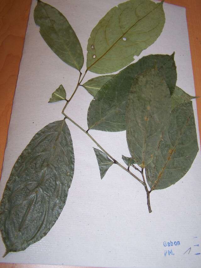 Sivun Centroplacaceae kuva