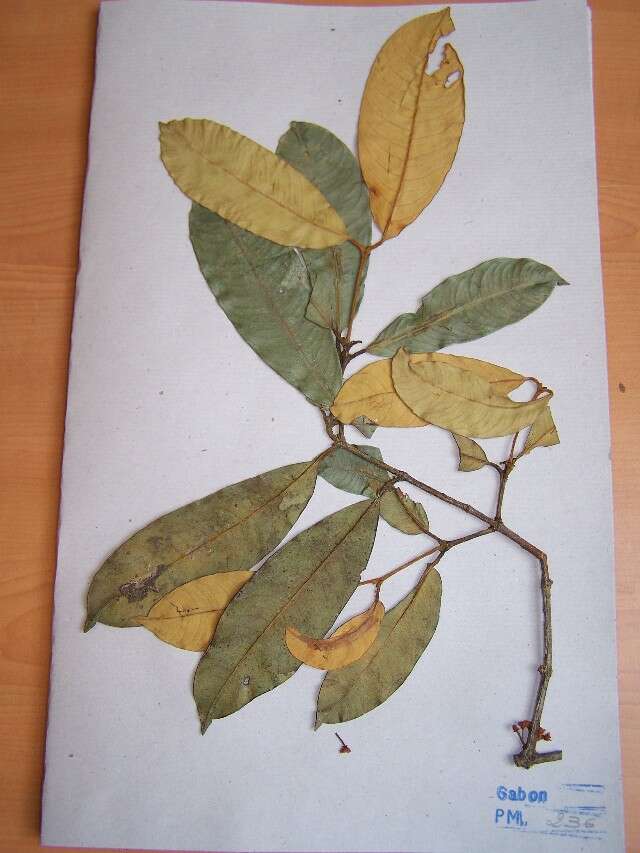 Imagem de Garcinia smeathmannii (Planch. & Triana) Oliv.