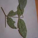 Image of Gilbertiodendron