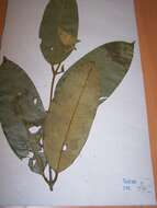 Imagem de Garcinia smeathmannii (Planch. & Triana) Oliv.