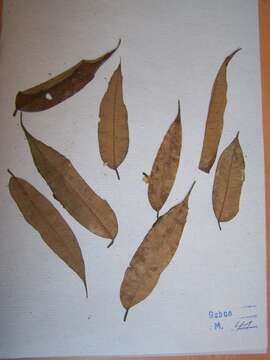 Sivun Pachylobus buettneri (Engl.) Guillaum. kuva