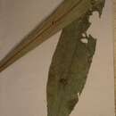 Image of Phyllobotryon spathulatum Müll. Arg.