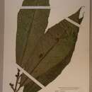 Image de Allophylus megaphyllus Hutchinson & Dalziel