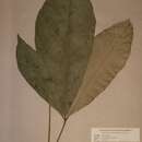 Image of Cola lepidota K. Schum.