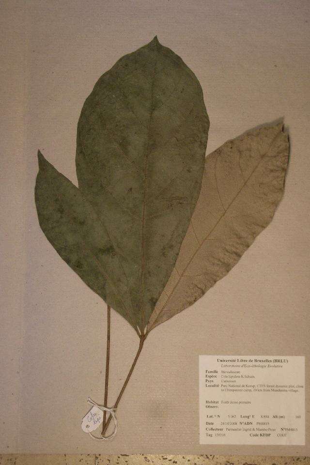 Image of Cola lepidota K. Schum.