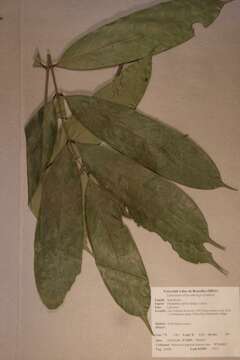 Sivun Chytranthus talbotii (E. G. Baker) Keay kuva