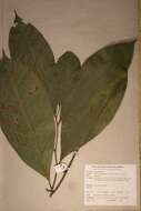 Image de Sorindeia juglandifolia (A. Rich.) Planch. ex Oliv.