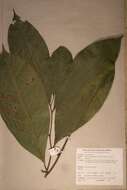 Image of Sorindeia juglandifolia (A. Rich.) Planch. ex Oliv.