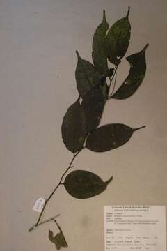 Diospyros zenkeri (Gürke) F. White的圖片