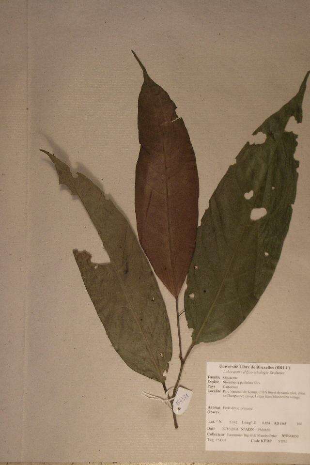 Image of Strombosia pustulata Oliver