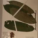 Image of Napoleonaea talbotii Baker fil.