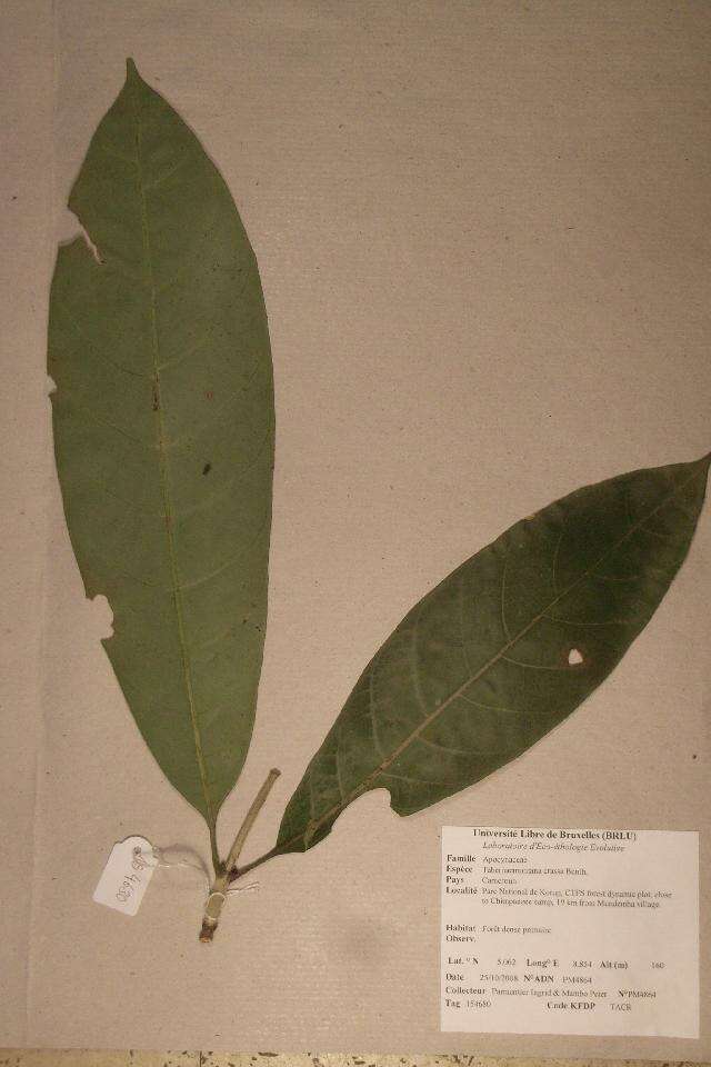 Image of Tabernaemontana crassa Benth.