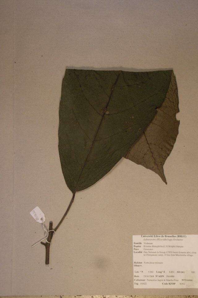 Image of Rinorea oblongifolia (C. H. Wright) Marquand
