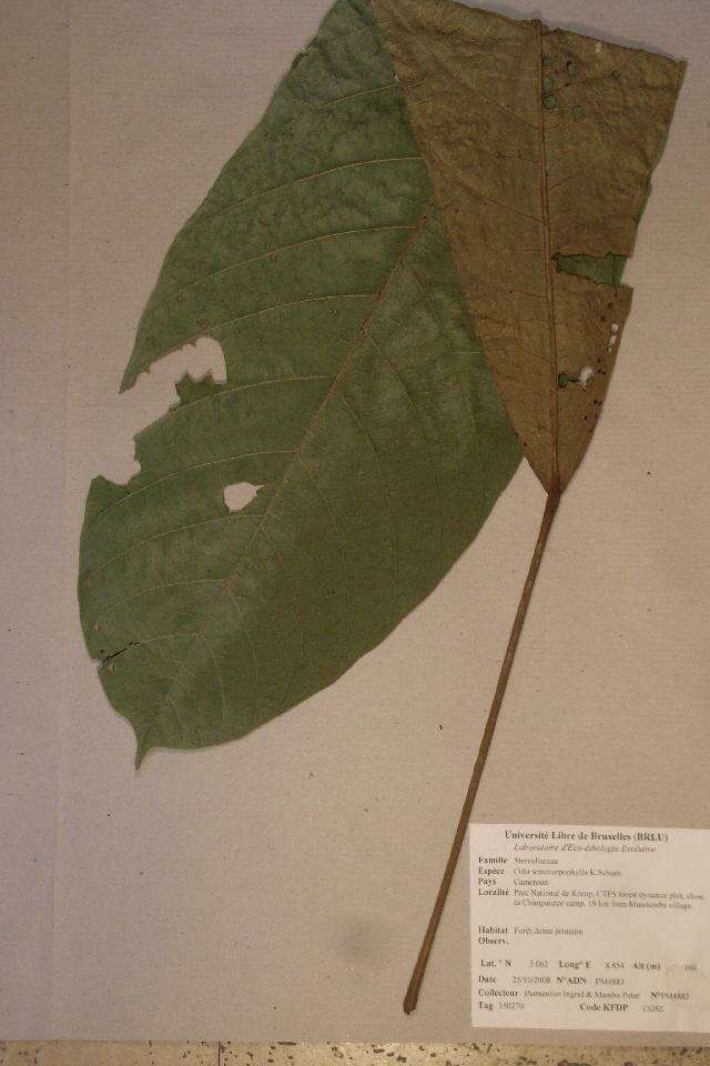 Cola semecarpophylla K. Schum.的圖片