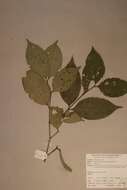 Image of Warneckea jasminoides (Gilg) H. Jacques-Felix