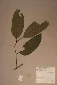 Image of Strombosiopsis tetrandra Engl.