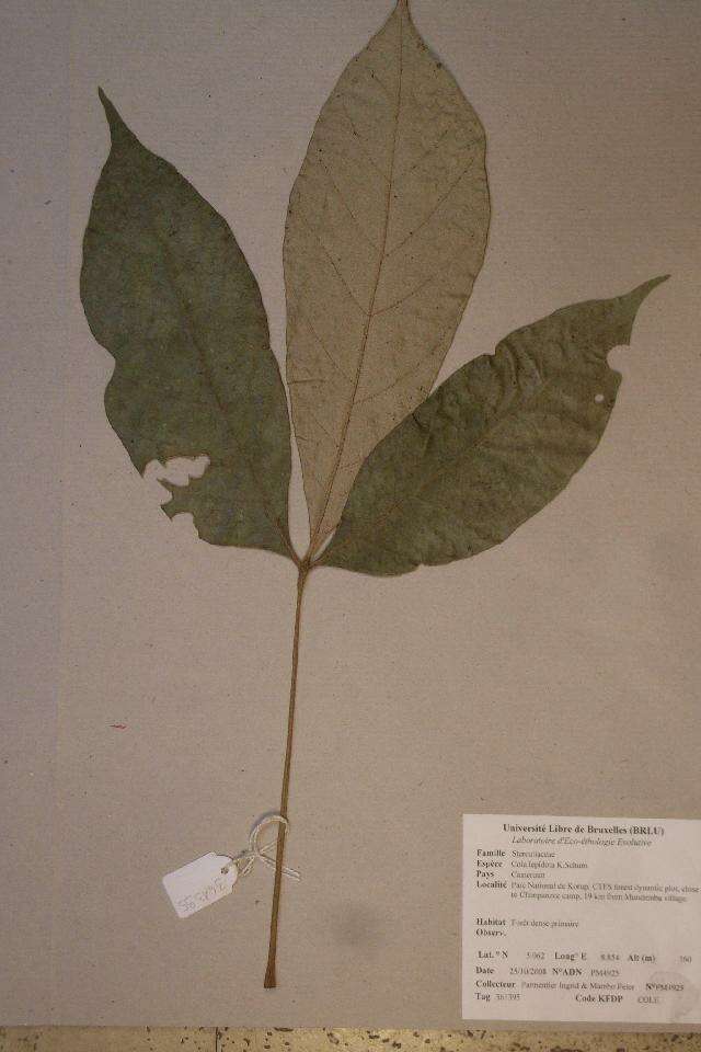 Cola lepidota K. Schum.的圖片