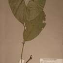 Image of Garcinia gnetoides Hutch. & Dalz.