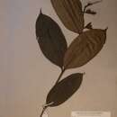 Image of Syzygium rowlandii Sprague