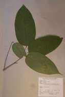 صورة Baphia laurifolia Baill.