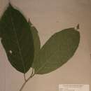 Image of Rinorea gabunensis Engl.