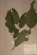 Image of Strombosia