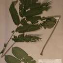 Image of Deinbollia pycnophylla Gilg ex Engl.
