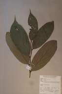 Image of Diospyros mannii Hiern