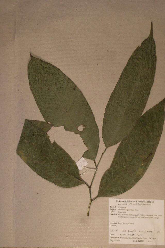 Image of Strombosia pustulata Oliver