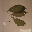 Image of Rinorea subintegrifolia (Oliv.) O. Ktze