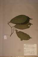 Image of Rinorea subintegrifolia (Oliv.) O. Ktze
